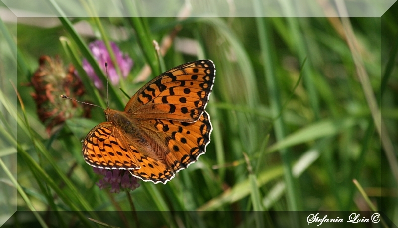 issoria lathonia - No, Argynnis (Mesoacidalia) aglaja